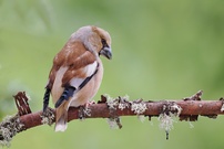 einen intensiv gefärbten Kernbeißer