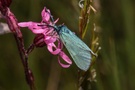 Schmetterling des Jahres 2023