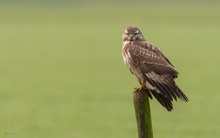 Bussard