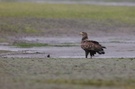 junger Seeadler