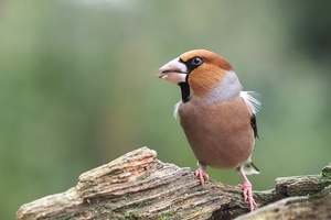 die üblichen Verdächtigen