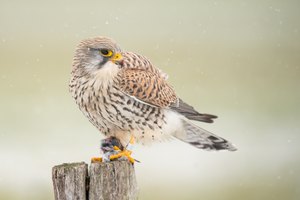 Turmfalke im Schneetreiben