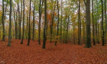 Herbst im Laubwald ---