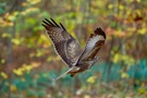 Mäusebussard beim Abflug