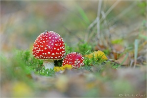 Fliegenpilz (Amanita muscaria)