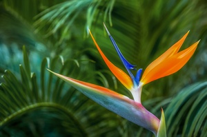 Strelitzie (Paradiesvogelblume)