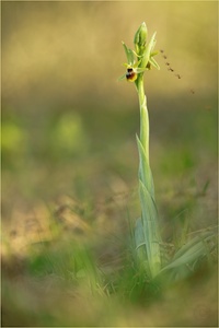 ‚Action!‘ auf der Orchideenwiese