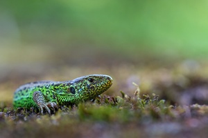 Jurassic parc im Garten