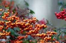 Der Beeren-König