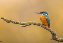 Eisvogel vor der durch den Herbst gezeichneten Weide