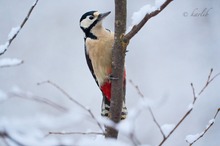 Buntspechtdame im Schnee