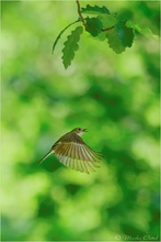 Trauerschnäpper (Ficedula hypoleuca)