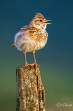 Lerchengesang im Sonnenuntergang