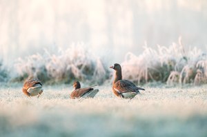 Wintereinbruch am Niederrhein