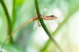 ____Seidenanolis_____________