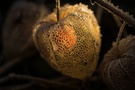 Physalis mit Frostkristallen