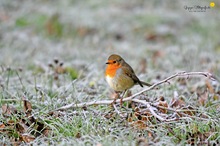 robin