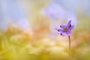 Eine kleine Rarität ...,