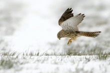 Suchflug des Falken