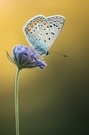 Ein Bläuling