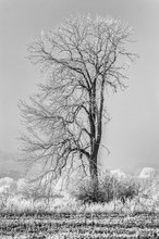 Bizarr aber auch im Winter schön