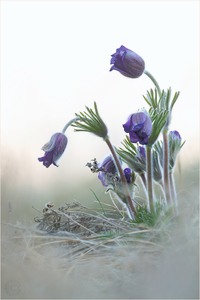 Berg-Küchenschelle (Pulsatilla montana)