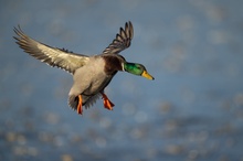 Landeanflug
