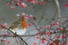 Erithacus rubecula