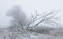 Frost und Nebel ...