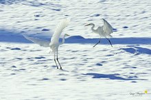 Silberreiher im Schnee