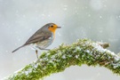 Robin im leichten Schneetreiben