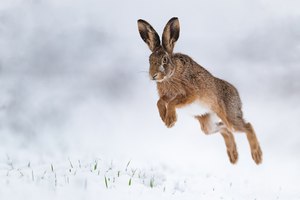 Schneefreuden