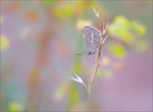 *Polyommatus daphnis*