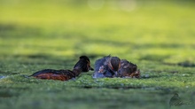 Schwarzhalstaucher mit Jungvogel