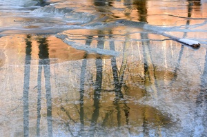 Erlen am Eisfluss