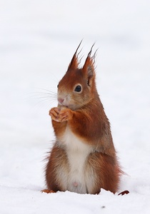 Eichhörnchen im Schnee