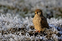 Turmfalke mit Ehering