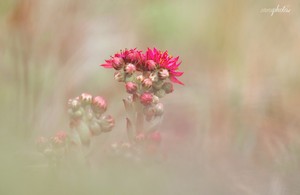 Sempervivum Montanum .......