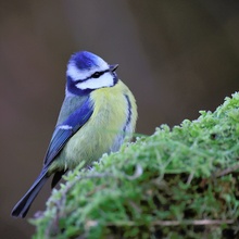 Blaumeise an der Winterfütterung