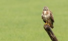 Bussard