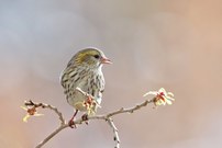 ein weiblicher Erlenzeisig