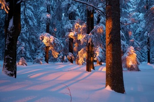 Winterlicher Wald...