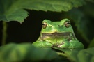 "Grüner Buddha"