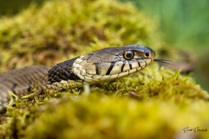 Züngelnde Barren-Ringelnatter (Natrix helvetica)