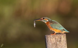 Erfolgreiche Fischerin