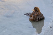 Amsel