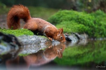 Hörnchen mit Spiegelung