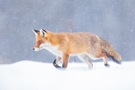 Fuchs im Winter