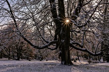 Die Sonne eingefangen in einer Kastanie