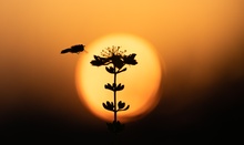 ____im Anflug_________________